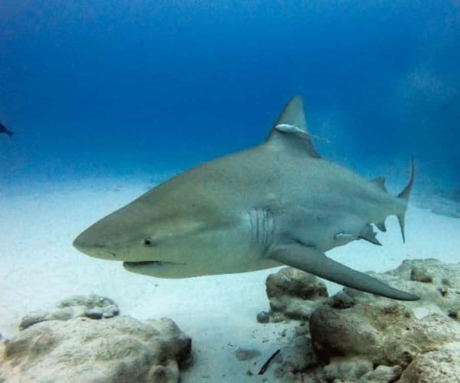Playa del Carmen: Bull Sharks Encounter & Reef - 2 Dives - Encountering Bull Sharks in Their Natural Habitat