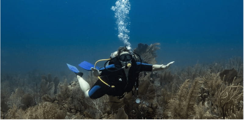 Playa del Carmen: Discover Scuba Diving - The Playa del Carmen Reef: Marine Life and Coral Formations