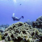 Playa del Carmen: Discover the Surreal World of Scuba Diving - Learning Basic Concepts with a Certified Instructor