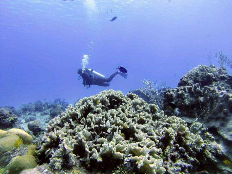 Playa del Carmen: Discover the Surreal World of Scuba Diving - Learning Basic Concepts with a Certified Instructor