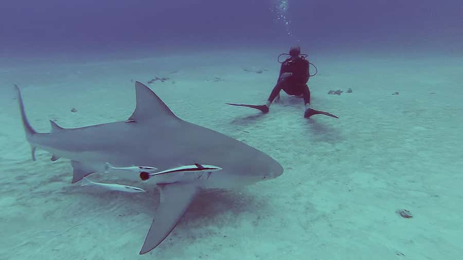 Playa del Carmen: Insane Bull Shark Dive Adventure nov-feb - Meeting Point at Downtown Playa del Carmen