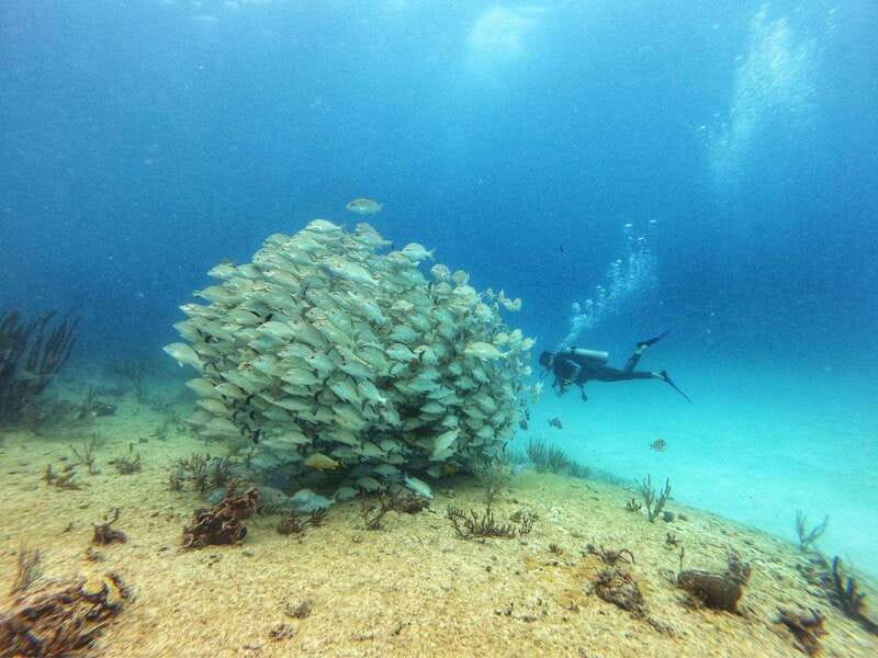 Playa del Carmen: MamaViña Wreck & Reef for Certified Divers - How the MamaViña Wreck Became a Dive Site