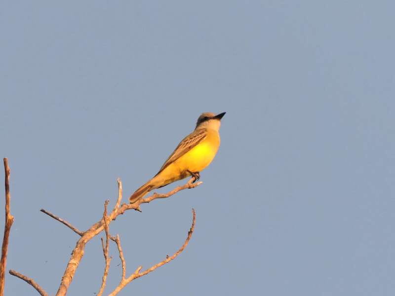 Playa del Carmen: Private Morning Birdwatching Tour - Professional Guides with Bilingual Expertise