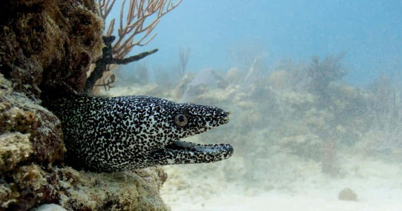 Playa del Carmen: Refresher Dive - How the Tour Starts: A Theory and Pool Review in Playa del Carmen