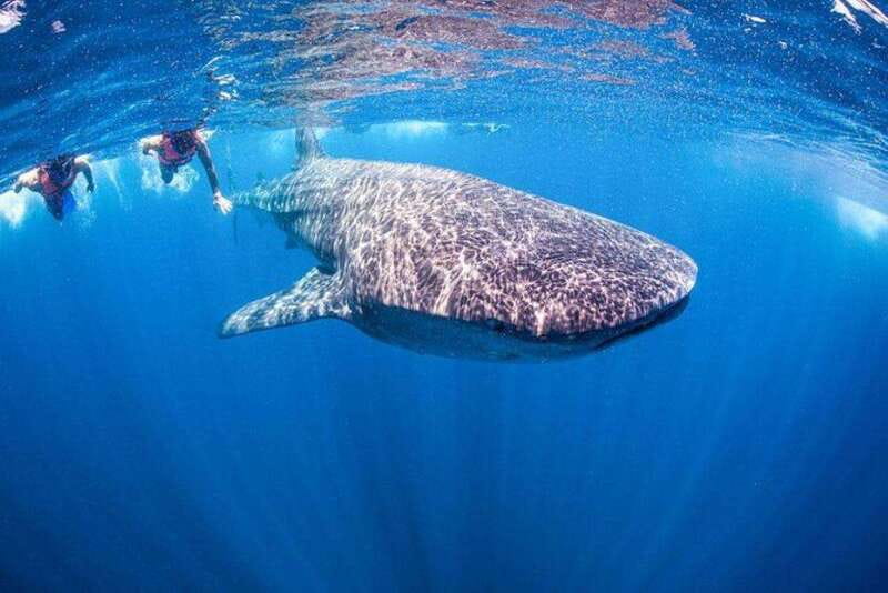 Playa del Carmen:Whale shark Experience in the Caribbean Sea - Starting Point and Transportation: From Playa del Carmen Hotels to Isla Contoy