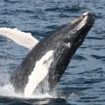 Plymouth: Whale Watching Cruise - Departure Point at Plymouths Town Wharf
