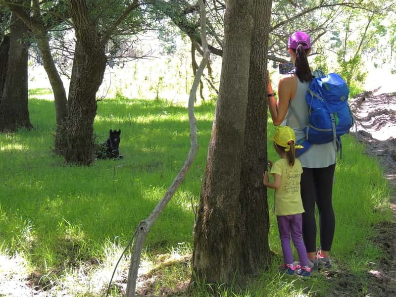Podgorica Historic, Safari and Winery tour - Skadar lake - Wild Horses at Bisevina Savanna