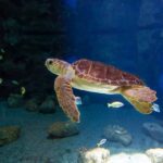 Poema del Mar Skip-the-Line Ticket - The Spectacular Ecosystems of Poema del Mar