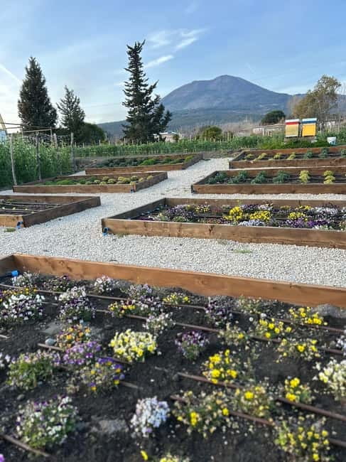 Pompeii: Dinner in a Farm To Table property on Mt. Vesuvius - Scenic Drive and Pickup Locations Near Pompeii and Surroundings