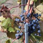 Pompeii & Wine Tour from Sorrento (tickets & lunch not included) - Wine Tasting and Local Food on the Vesuvius Slopes