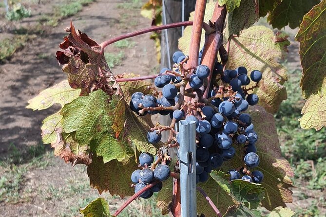 Pompeii & Wine Tour from Sorrento (tickets & lunch not included) - Wine Tasting and Local Food on the Vesuvius Slopes