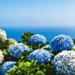 Ponta Delgada: 2-Day Tour, East & West Island Highlights - Discovering São Miguel’s Volcanoes and Lakes