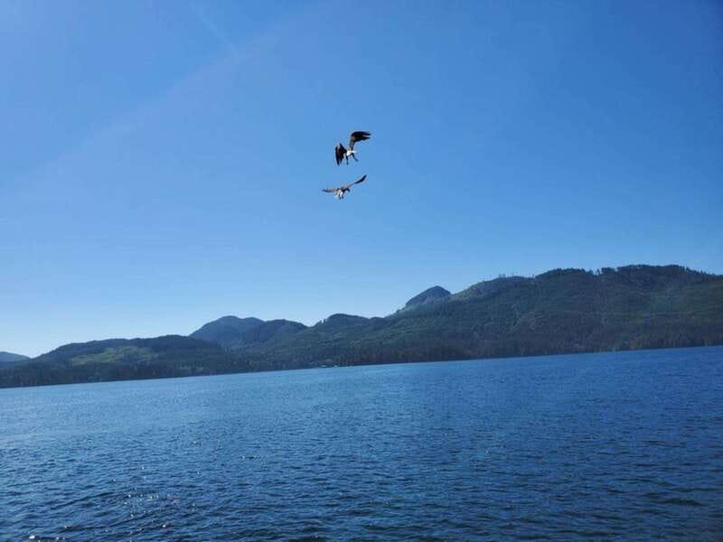 Port Alice: Sea Otter and Wildlife Watching Boat Tour - Starting Point at Rumble Beach Marina