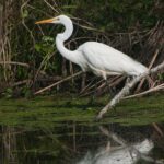 Port Royal Sound: Private Boat Charter with Dolphin Watching - Exploring the Vibrant Low Country Salt Marsh Ecosystem