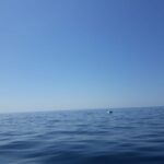 Portimão: Dophin Watching on the Algarve Coast - What to Expect During the Dolphin Watching Tour