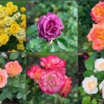 Portland: Morning City Highlights Tour - Portland’s Top Neighborhoods: A Walk Through Nob Hill and the Pearl District