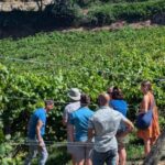 Porto: Private Douro Valley tour with lunch, wine tasting, and a cruise - 2 wineries - Photo Stop at the Douro Valley’s Enchanting Vineyards