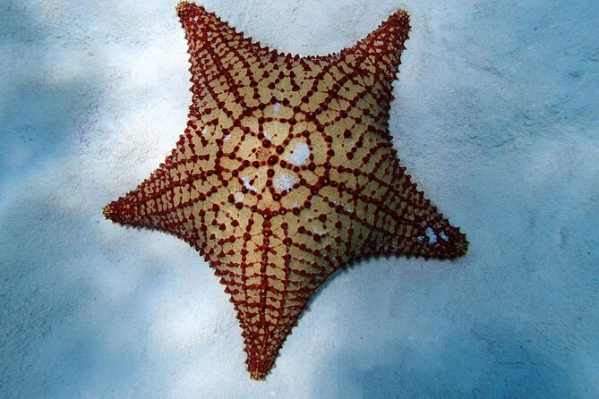 Power Snorkel by Sea Scooter & Flavored Tequila tasting - Starting Point and Logistics in Cozumel