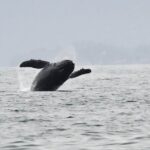 Premier Whale Watching and Wildlife Tour - What Makes the Small Group Experience Stand Out