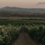 Premium Cretan Olive Oil Tasting, Wine, Raki and Local Food Tour - Starting at Skalani: Olive Oil and Cretan Breakfast