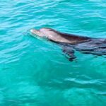 Premium Non-Private 3 Hour Crab Island and Eco Tour with Bathroom - Starting Point and Tour Logistics in Destin