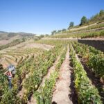 Premium Private Douro Tour: 2 Wineries with Tastings & Cruise - Visiting the Three Family-Owned Wineries in Douro