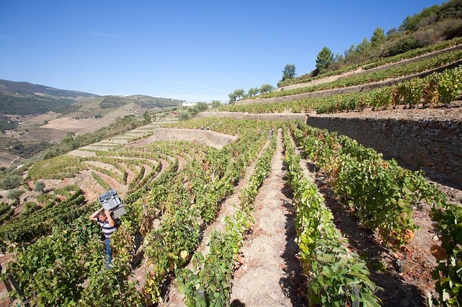 Premium Private Douro Tour: 2 Wineries with Tastings & Cruise - Visiting the Three Family-Owned Wineries in Douro