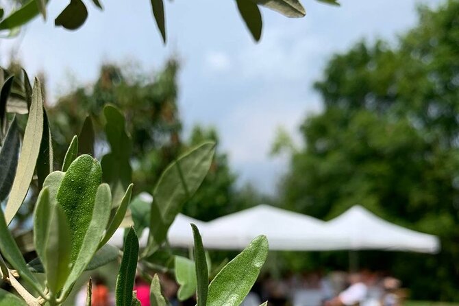 Premium Private Prosecco Hills Tour - 2 Wineries. Private tour. - First Winery: Open-Air Prosecco Tasting with Local Charcuterie