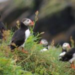 Premium Small-Group Puffin & Bird Watching tour from Reykjavík - The Iconic Puffins and Other Birds You Will See