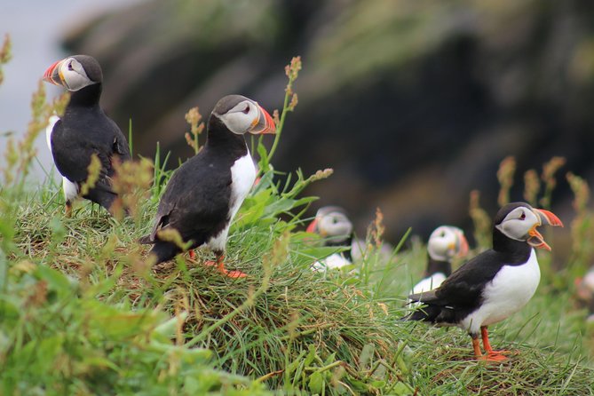 Premium Small-Group Puffin & Bird Watching tour from Reykjavík - The Iconic Puffins and Other Birds You Will See