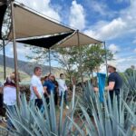 Premium Tequila Route with a professional tasting - Exploring the Agave Fields with Local Farmers