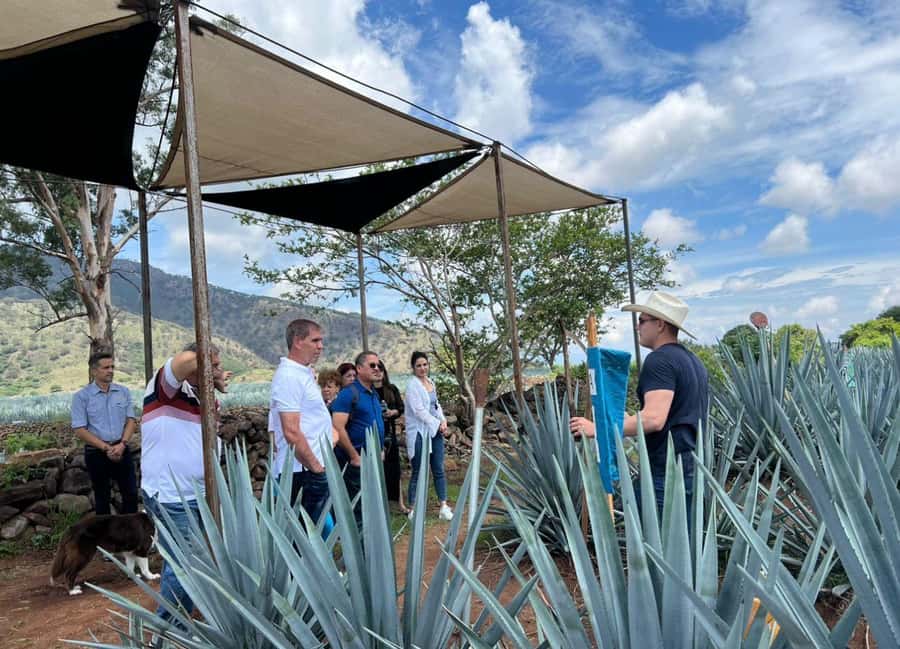 Premium Tequila Route with a professional tasting - Exploring the Agave Fields with Local Farmers
