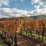 Prestige visit and tasting of 5 wines - Exploring the Vineyards and Cellars in Vire-sur-Lot