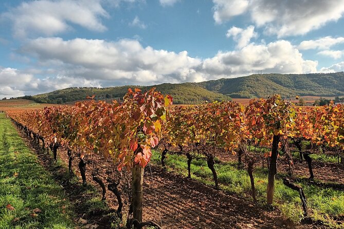 Prestige visit and tasting of 5 wines - Exploring the Vineyards and Cellars in Vire-sur-Lot