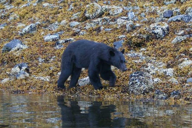 Prince of Wales Island Bear-Viewing Tour By Air From Ketchikan - Visiting the United States Forest Service Bear-Viewing Platform on Prince of Wales Island