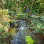 Princeville Botanical Gardens Tour and Chocolate Tasting Ticket - From the Valley Floor to the Hillside Terraces