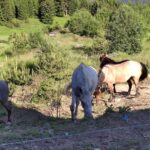 Private 2-Day Horseback Riding in Rhodope Mountains from Plovdiv - Learning About the Horses and Riding Safety