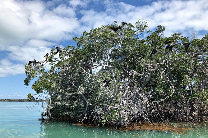 Private 2 hour Mangrove Ecotour - The Expertise of Your Marine Biology Guides