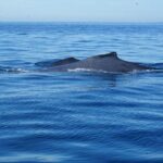 Private 3-hour Whale Watching Activity in Mazatlan - Starting at Marina Mazatlán for a Personalized Whale Watching Experience