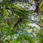 Private 4 hour Hiking Adventure + Breakfast in Nogalito Ecopark - Meeting Point and Logistics