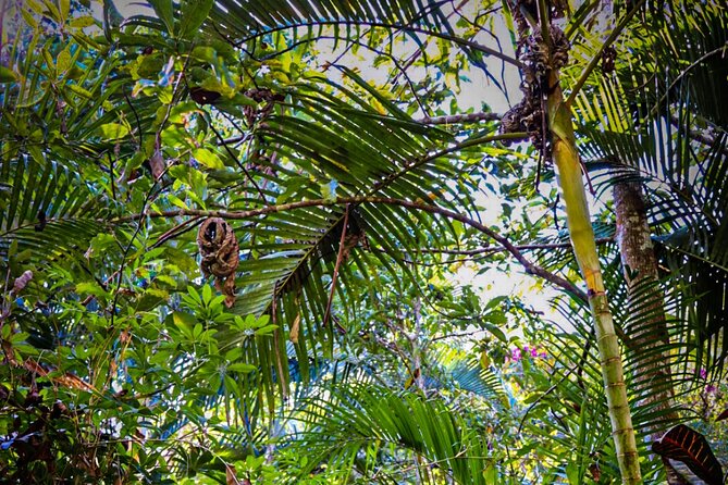 Private 4 hour Hiking Adventure + Breakfast in Nogalito Ecopark - Meeting Point and Logistics