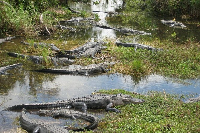 Private 4-hour Tour of Everglades from Miami Dade - Exploring Everglades National Park: The Main Attraction