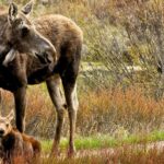 Private 8-Hour Grand Teton Adventure - Wildlife Hotspots and Off-the-Beaten-Path Routes