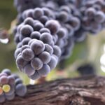 Private All-Inclusive 3-Winery Tour Santa Ynez/Solvang/Buellton - Exploring Solvang’s Danish Charm