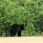 Private Arctic Circle Expedition from Fairbanks - Guide Ian Lee: Knowledge and Safety