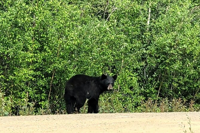 Private Arctic Circle Expedition from Fairbanks - Guide Ian Lee: Knowledge and Safety