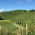 Private Barolo / Barbaresco - Piedmont Wine Tours and Tastings - Discover the Heart of Langhe-Roero: UNESCO World Heritage Site