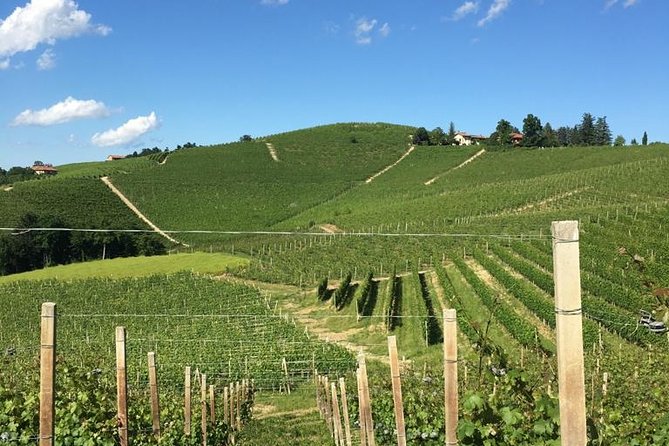 Private Barolo / Barbaresco - Piedmont Wine Tours and Tastings - Discover the Heart of Langhe-Roero: UNESCO World Heritage Site