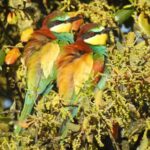 Private Birding & Photography Day Trip to Doñana - Expert Guidance and Bird Behavior Insights