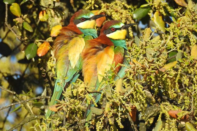 Private Birding & Photography Day Trip to Doñana - Expert Guidance and Bird Behavior Insights